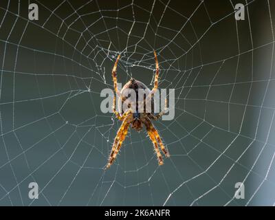 Unterseite einer weiblichen europäischen Gartenspinne oder Kreuzreberspinne, Araneus diadematus, die in der Mitte ihres Netzes lauert. Von der Sonne beleuchtet Stockfoto