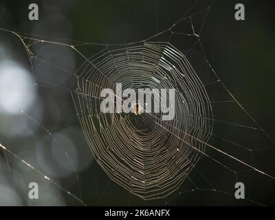 Weibliche europäische Gartenspinne oder Kreuzrebenweberspinne, Araneus diadematus, wird in der Morgensonne hinterleuchtet und zeigt die Details seiner komplizierten Spinne Stockfoto