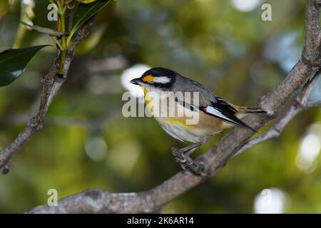 Ein erwachsener männlicher Striegel Pardalote -Pardalotus striatus- Vogel thront in einem dicken Busch in einem weichen frühen Morgenlicht mit einem hellen weißen Halo um den Kopf Stockfoto