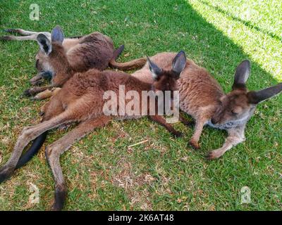 Mob von Kängurus, Wallaby auf dem grünen Gras entspannen. Hintergrund der australischen Tierwelt. Stockfoto