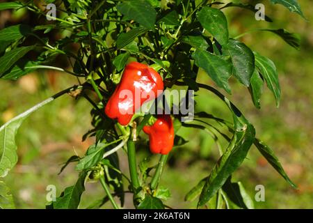 Nahaufnahme von roten Paprika (Capsicum annuum), die in der Pflanze hängen. Ein süßer Mini-Pfeffer in einem holländischen Garten. Familie Solanaceae. Herbst, Oktober. Stockfoto