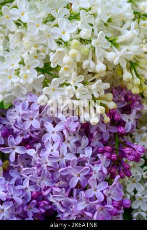 Fliederblüten (syringa vulgaris) violett und weiß Stockfoto