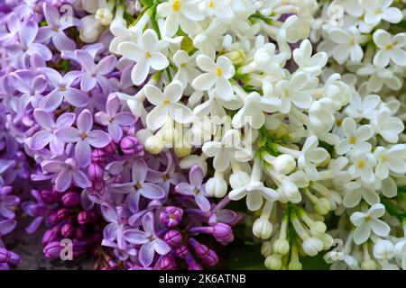 Fliederblüten (syringa vulgaris) violett und weiß Stockfoto