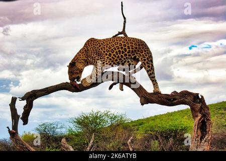 Ein Leopard, der das Fleisch von toten Tieren auf einem Baum in der Savanne in Namibia im südlichen Afrika isst Stockfoto