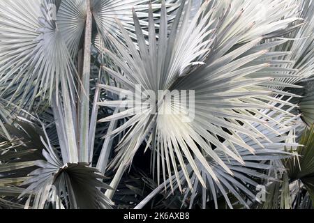 Bismarckpalme (Bismarckia noblis) mit riesigen silbergrauen Blättern in einem Park : (Pix SShukla) Stockfoto