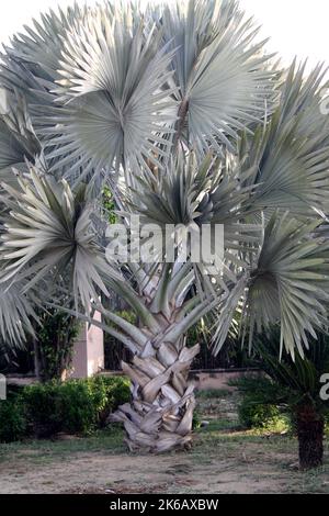 Bismarckpalme (Bismarckia noblis) mit riesigen silbergrauen Blättern in einem Park : (Pix SShukla) Stockfoto