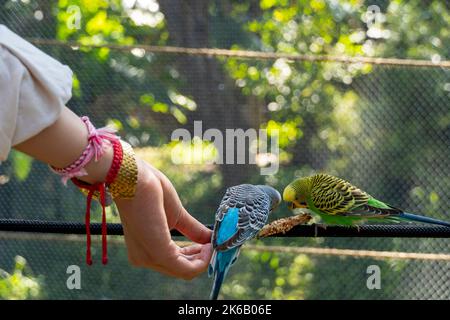 Die beiden Wellensittiche (Melopsittacus undulatus) werden von einer Frau mit einem Holzstab mit Samen gefüttert Stockfoto