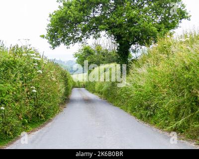 Schmale, typischerweise überwuchert Kanten entlang der englischen Landstraße, Großbritannien. Stockfoto