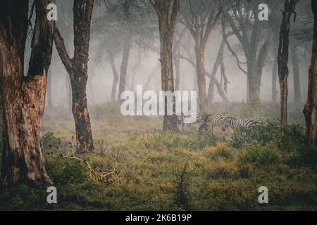 Blick auf eine Gruppe von Zebras, die vor Regen in einem Wald am Ufer des Lake Naivasha, Kenia, geschützt sind Stockfoto