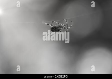 Kreuzspinne in schwarz-weiß geschossen, kriechend auf einem Spinnfaden. Unscharfer Hintergrund. Ein nützlicher Jäger unter Insekten. Arachnid. Tierfoto aus dem Stockfoto
