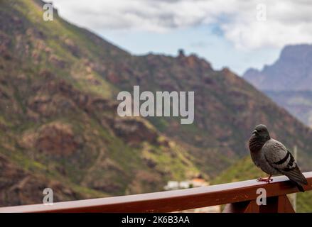 Taube vor der Kulisse der Berge, gran canaria, Kanarische Inseln Stockfoto