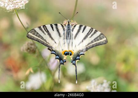 Der seltene Schwalbenschwanz (Iphiclides podalirius), der auf einer Blume im Garten nach Nektar jagt. Cevennes, Frankreich. Stockfoto