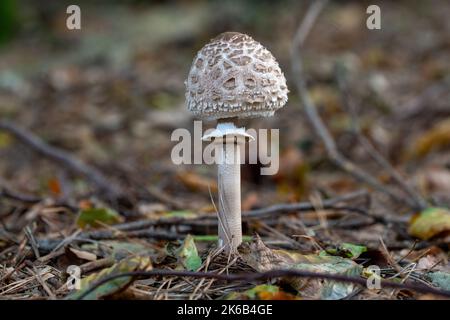 Junger Sonnenschirm Pilz Macrolepiota procera wächst in einem Waldland Stockfoto