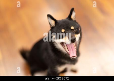 Ein schwarz-weißer Shiba Inu bellt vor unscharfem Hintergrund Stockfoto