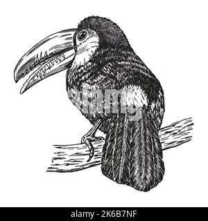 Toucan, handgezeichnete realistische Skizze. Exotischer tropischer Vogel, der auf dem Ast sitzt. Outline Grafikdesign im Vintage-Stil. Schwarz-weiß Zeichnung Vogel. Stock Vektor