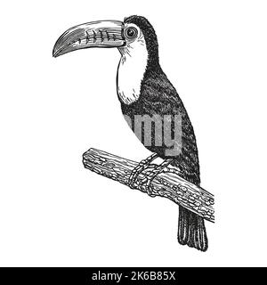 Toucan, handgezeichnete realistische Skizze. Exotischer tropischer Vogel, der auf dem Ast sitzt. Outline Grafikdesign im Vintage-Stil. Schwarz-weiß Zeichnung Vogel. Stock Vektor