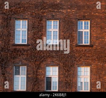 Efeu wächst an der Fassade einer Ziegelmauer im Schloss Wawel. Wawel Royal Castle, eine Schlossresidenz im Zentrum von Krakau. Die UNESCO-Welt Stockfoto