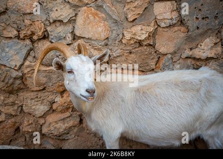 Tiere im kleinen Zoo in Antalya, Türkei Stockfoto