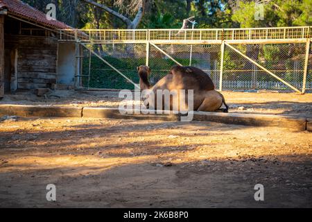 Tiere im kleinen Zoo in Antalya, Türkei Stockfoto