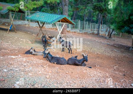 Tiere im kleinen Zoo in Antalya, Türkei Stockfoto