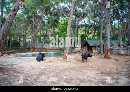 Tiere im kleinen Zoo in Antalya, Türkei Stockfoto