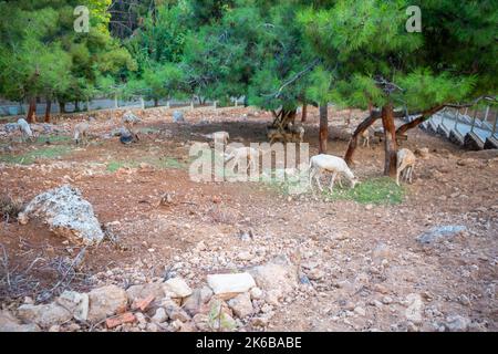 Tiere im kleinen Zoo in Antalya, Türkei Stockfoto