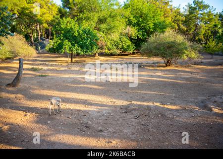 Tiere im kleinen Zoo in Antalya, Türkei Stockfoto