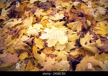 Gefallenen gelben Ahornblätter auf dem Boden Stockfoto