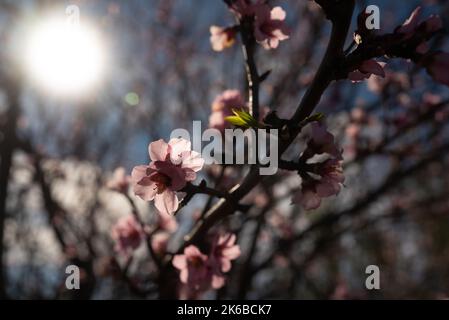 Mandelblüte in der Nähe in warmen goldenen Stunden Licht. Rosa Blüten gegen die Sonne Stockfoto