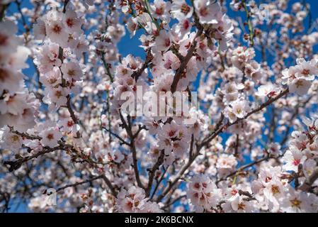 Mandelblüten in der Nähe vor blauem Himmel Hintergrund. Sonniges Tageslicht Stockfoto