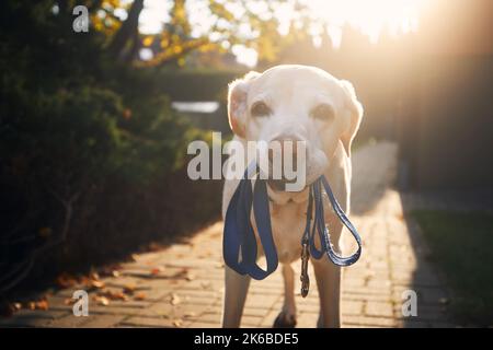 Hund wartet auf Spaziergang. Der alte labrador Retriever hält Leine im Mund auf dem Bürgersteig vor dem Haus. Stockfoto