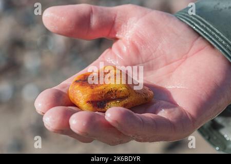 Bernsteinfang in der Ostsee. Schönes großes, seltenes Stück Bernstein in der nassen Hand eines Bernsteinfängers oder Fischers, Nahaufnahme Stockfoto