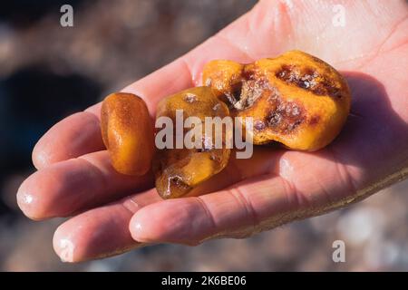 Bernsteinfang in der Ostsee. Schöne große, seltene Bernsteinstücke in der nassen Hand eines Bernsteinfängers oder Fischers, aus nächster Nähe Stockfoto