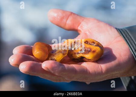 Bernsteinfang in der Ostsee. Schöne große, seltene Bernsteinstücke in der nassen Hand eines Bernsteinfängers oder Fischers, aus nächster Nähe Stockfoto