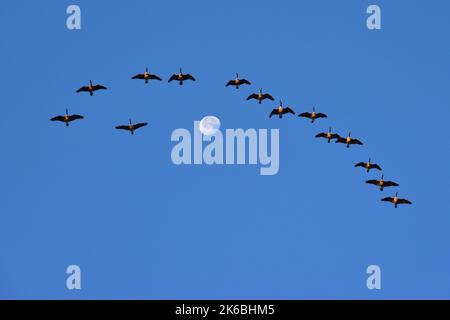 Kanadagänse fliegen in Formation über den Mond Stockfoto