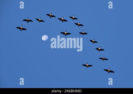 Kanadagänse fliegen in Formation über den Mond Stockfoto