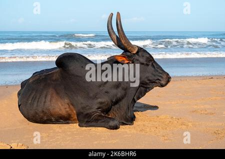 Hausschwarze Kuh am Strand in Goa, Indien Stockfoto