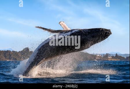 Ein brechender Buckelwal. New South Wales, Australien: DIESE UNGLAUBLICHEN Bilder zeigen einen 40-Tonnen-Buckel, der in einem unglaublichen B aus dem Wasser rast Stockfoto