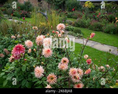 Chenies Manor versunkenen Garten Dahlien im Oktober.Dahlia 'Präferenz', eine Semi-Kaktus-Sorte in weichem Pfirsich und Dahlia 'Penhill Dark Monarch' dekorativ. Stockfoto
