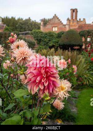 Chenies Manor versunkenen Garten Dahlien im Oktober.Dahlia 'Penhill Dark Monarch' und Dahlia 'Präferenz' bietet eine schöne Blumendarstellung. Stockfoto