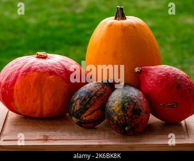 Farbige Kürbisse für Halloween auf einem Tisch vor natürlichem Hintergrund Stockfoto