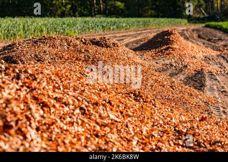 Große Stapel von Essensresten aus der Zwiebelernte in der Herbstsonne Stockfoto