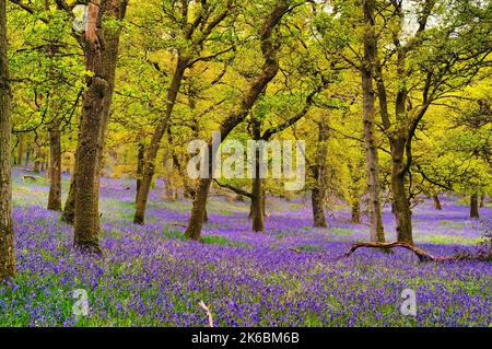 Bluebell Woods, in Kinclaven Perthshire, Schottland Stockfoto
