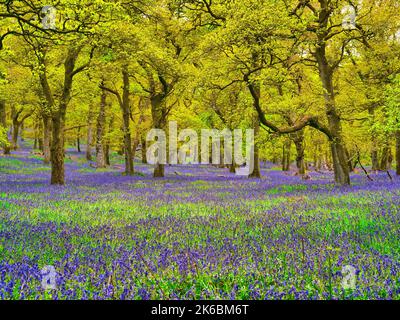 Bluebell Woods, in Kinclaven Perthshire, Schottland Stockfoto