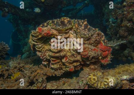 Korallenriff und Wasserpflanzen im Roten Meer, Eilat Israel Stockfoto