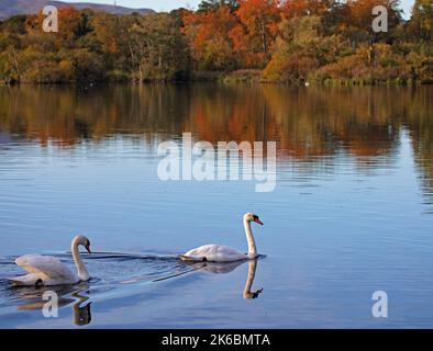 Duddingston, Edinburgh, Schottland. VEREINIGTES KÖNIGREICH. 13.. Oktober 2022. Herbstfarbenes Laub im Hintergrund des Duddingston Loch mit Mute Swans Cygnus olor) im Vordergrund an einem sonnigen, kühlen Morgen, der bei Sonnenaufgang bei 4 Grad Celsius begann und am späten Morgen auf 12 Grad Anstieg.zwei Mute Swans gleiten in die Herbstszene. Quelle: Arch White/alamy Live News Stockfoto