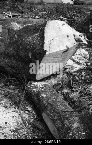 Monochrom-Foto, Trümmer von Stamm und Zweige von einem gefällten Baum, Cikancung - Indonesien Stockfoto