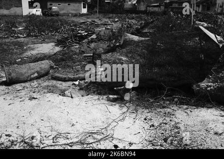 Monochrom-Foto, Trümmer von Stamm und Zweige von einem gefällten Baum, Cikancung - Indonesien Stockfoto