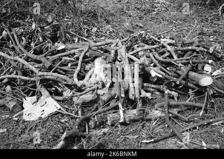 Monochrom-Foto, Trümmer von Stamm und Zweige von einem gefällten Baum, Cikancung - Indonesien Stockfoto