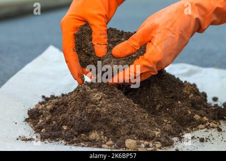 Gärtner Hände in orange Schutzhandschuhe mischen den Boden mit Sand für die Wiederbepflanzung von Zimmerpflanzen. Nahaufnahme. Home Gardening Konzept Stockfoto